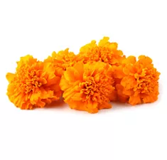 Edible Marigold