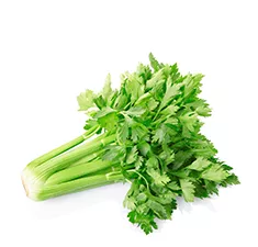 Celery