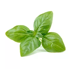 Basil