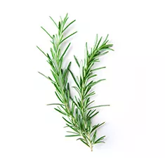 Rosemary Sprigs