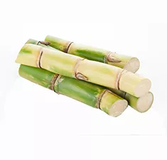 Sugar Cane