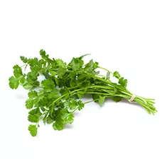 Sprig Cilantro